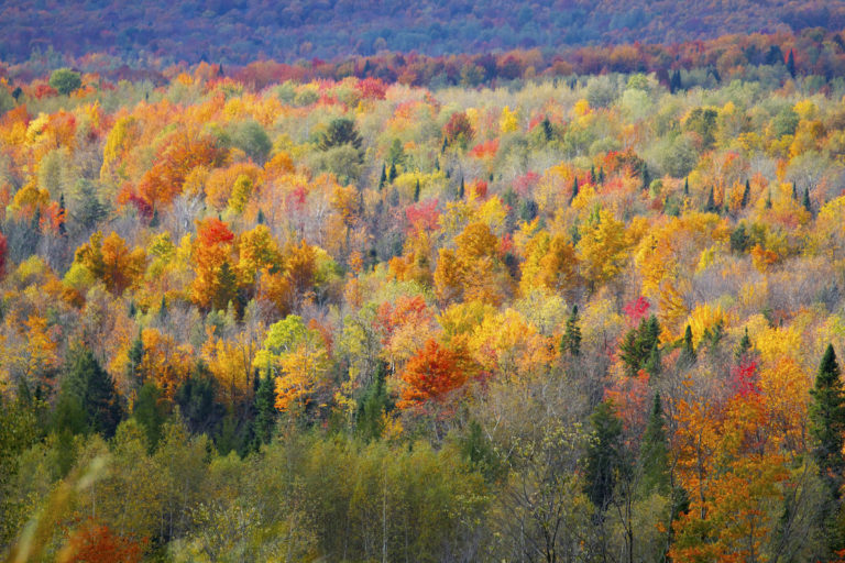 Une carte pour suivre l’avancée des couleurs au Québec