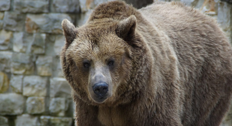 Un Français tué par un ours dans les Territoires du Nord-Ouest