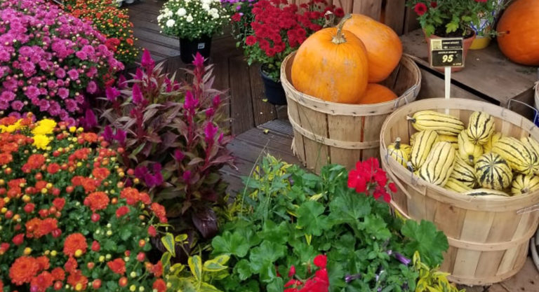 6 activités pour profiter de l’automne à Montréal et autour