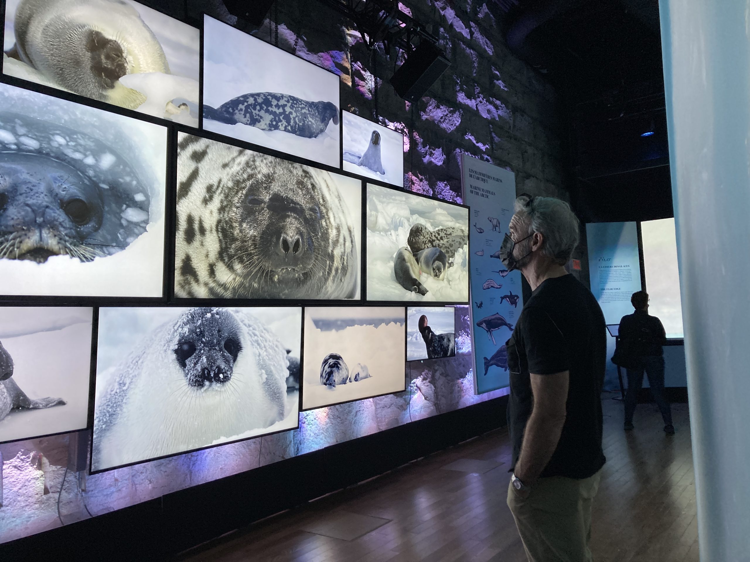 Odyssée sous les glaces : l’exposition immersive à Montréal 