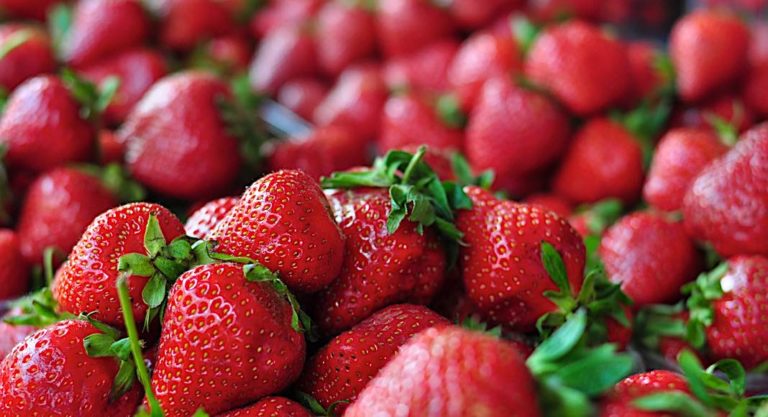 Les meilleures fermes pour cueillir des fraises près de Montréal 