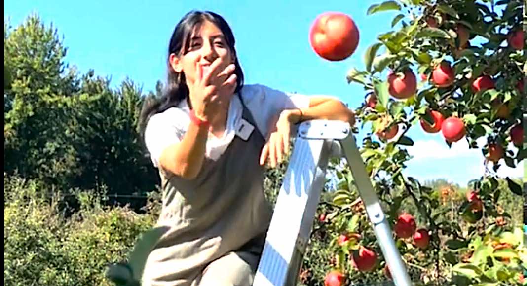 Vidéo: on a testé la cueillette de pommes