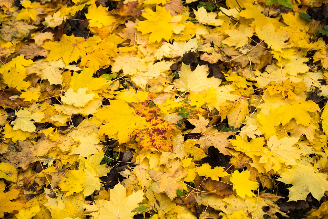 Ces lieux incontournables pour admirer les couleurs d’automne